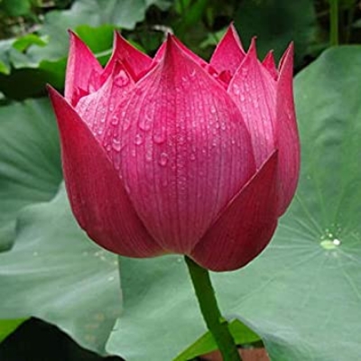 Picture of All Season pure Red Bonsai Lotus Seeds  - 5 Pcs SeedS