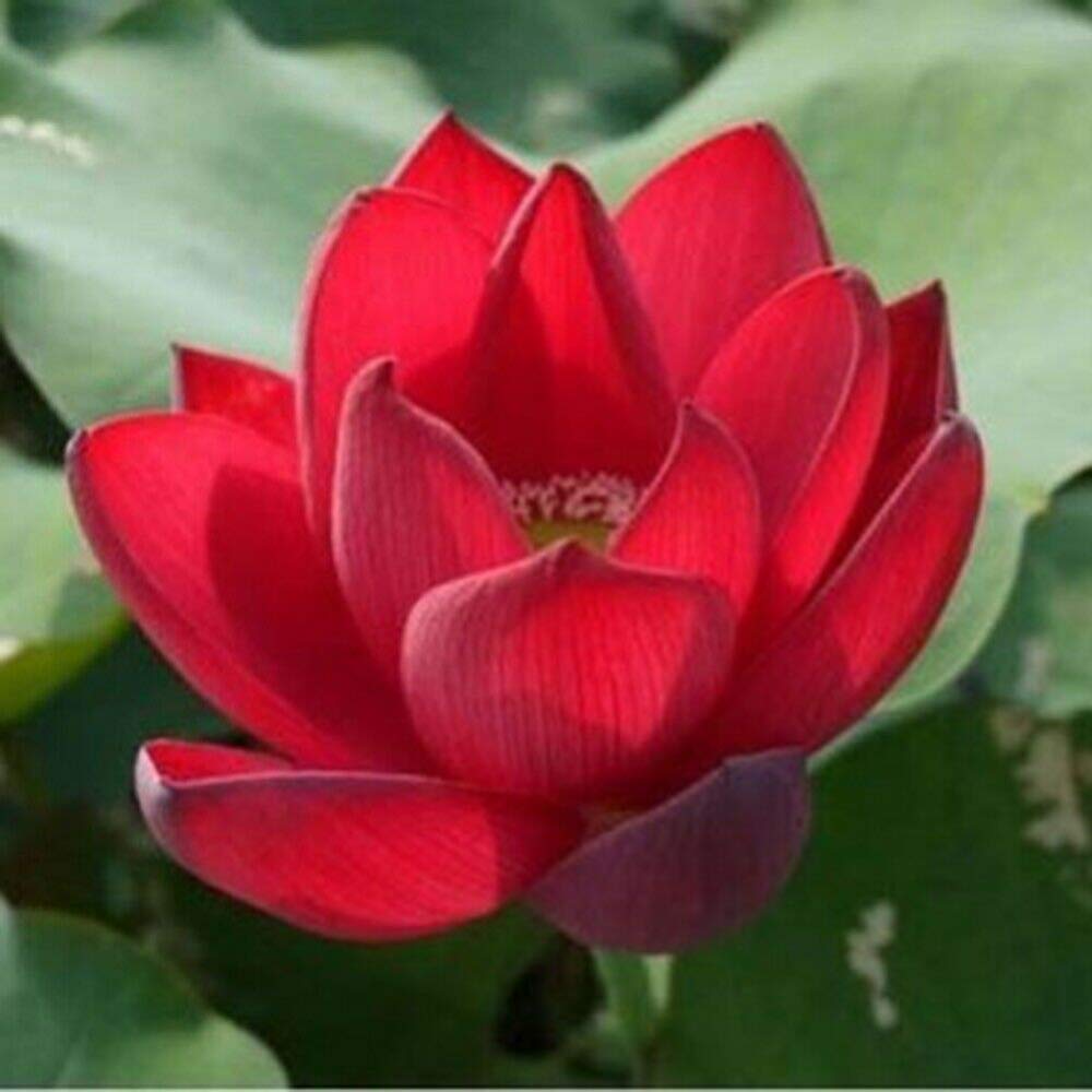 Picture of All Season pure Red Bonsai Lotus Seeds  - 5 Pcs SeedS