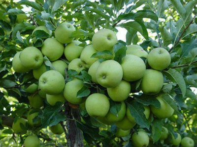 Picture of Granny Smith Green Apple SeedS - 15Pcs SeedS