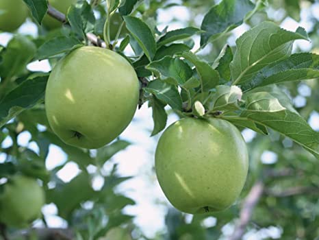 Picture of Granny Smith Green Apple SeedS - 15Pcs SeedS