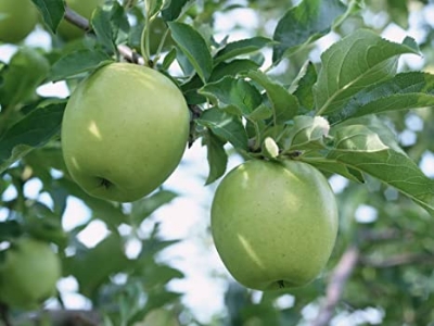 Picture of Granny Smith Green Apple SeedS - 15Pcs SeedS