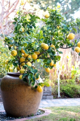Picture of All Season Bonsai Dwarf Lemon Tree Seeds -10 Pcs SeedS