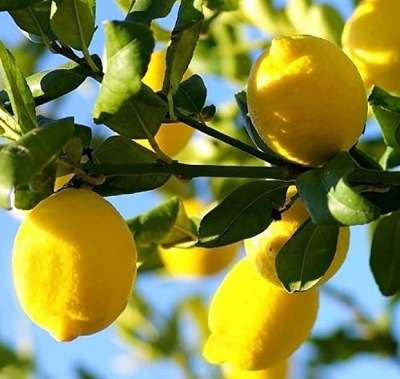 Picture of All Season Bonsai Dwarf Lemon Tree Seeds -10 Pcs SeedS