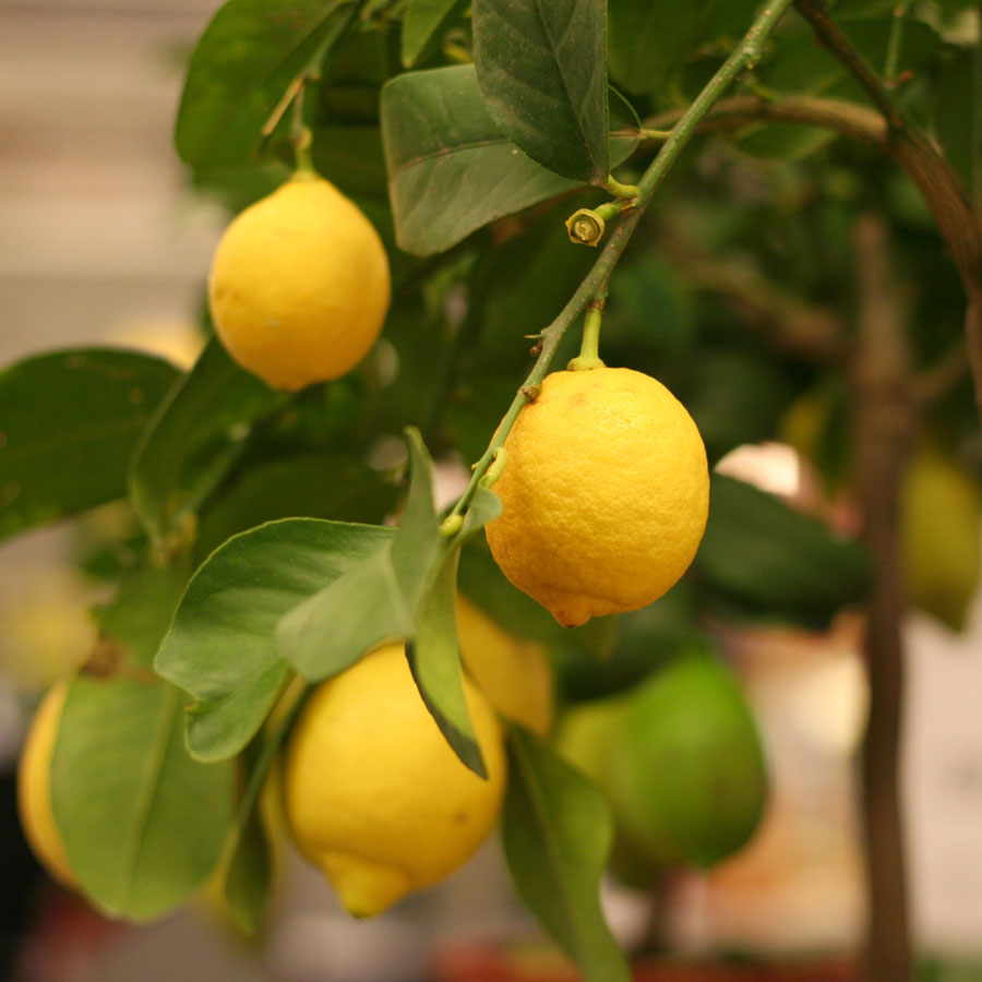 Picture of All Season Bonsai Dwarf Lemon Tree Seeds -10 Pcs SeedS