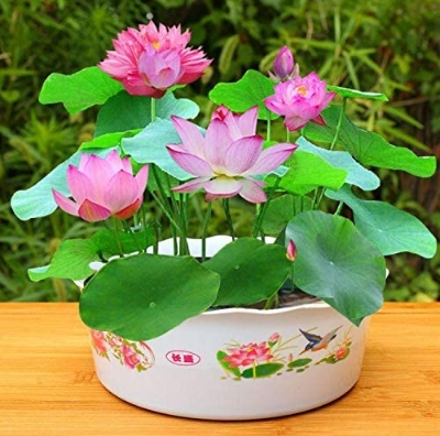 Picture of  Japanese All Season Lotus Flower / Water Lily Seeds - 5 Pcs SeedS