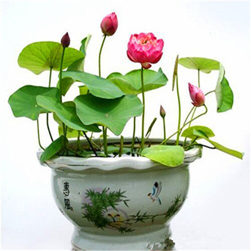 Picture of  Japanese All Season Lotus Flower / Water Lily Seeds - 5 Pcs SeedS