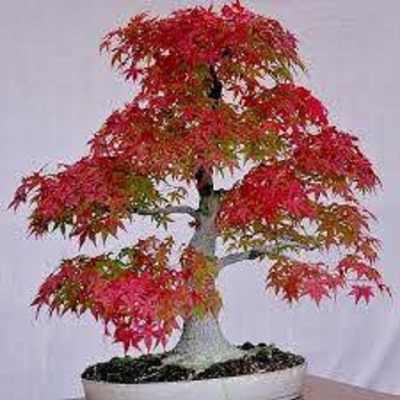 Picture of 15 Pcs Natural Red Mapel Mini Bonsai Seeds