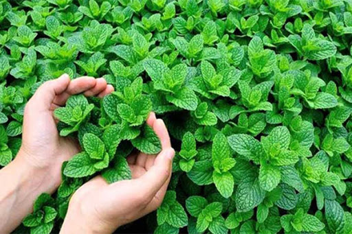Picture of Pudina/Mint Seeds  - 30 Pcs SeedS
