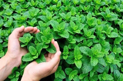 Picture of Pudina/Mint Seeds  - 30 Pcs SeedS