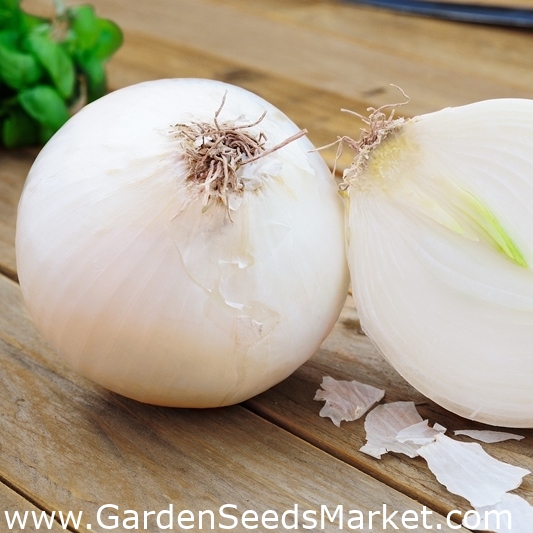 Picture of All Season White Onion Seeds - 100 Pcs SeedS