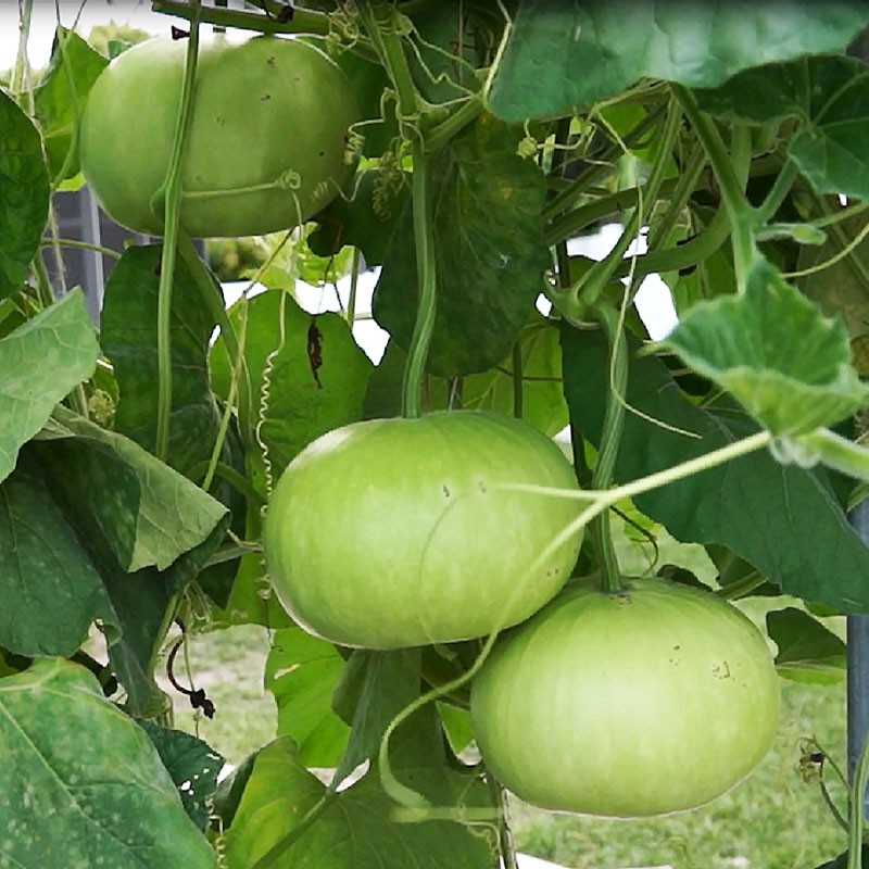 Picture of Round Gourd / Lau SeedS  - 10 Pcs SeedS