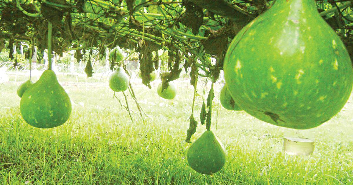 Picture of Round Gourd / Lau SeedS  - 10 Pcs SeedS