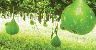 Picture of Round Gourd / Lau SeedS  - 10 Pcs SeedS