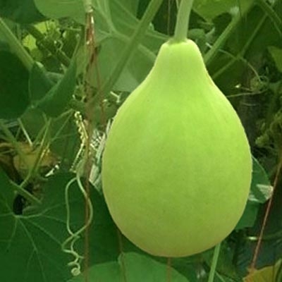 Picture of Round Gourd / Lau SeedS  - 10 Pcs SeedS