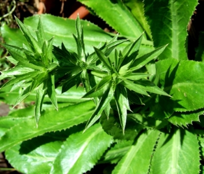 Picture of 50 pcs Garden/tob Bilati Coriander seedS