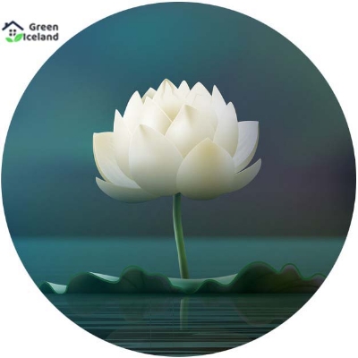 Picture of  Thai All Season White Lotus Flower / Water Lily SeedS - 5 Pcs SeedS*
