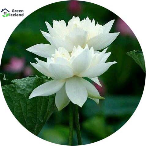 Picture of  Thai All Season White Lotus Flower / Water Lily SeedS - 5 Pcs SeedS*