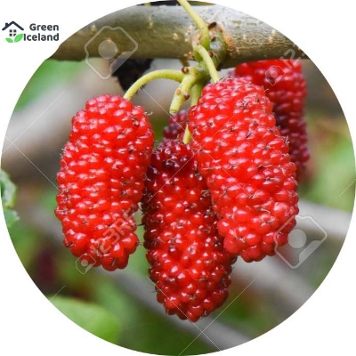 Picture of Turkey Long Red Mulberry Seeds - 30 Pcs Seeds (Global Seeds)