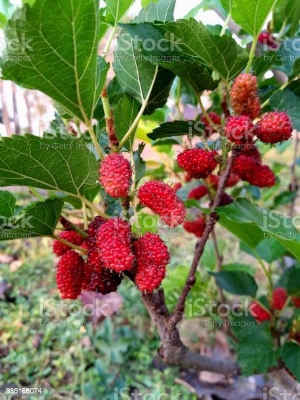 Picture of Turkey Long Red Mulberry Seeds - 30 Pcs Seeds (Global Seeds)