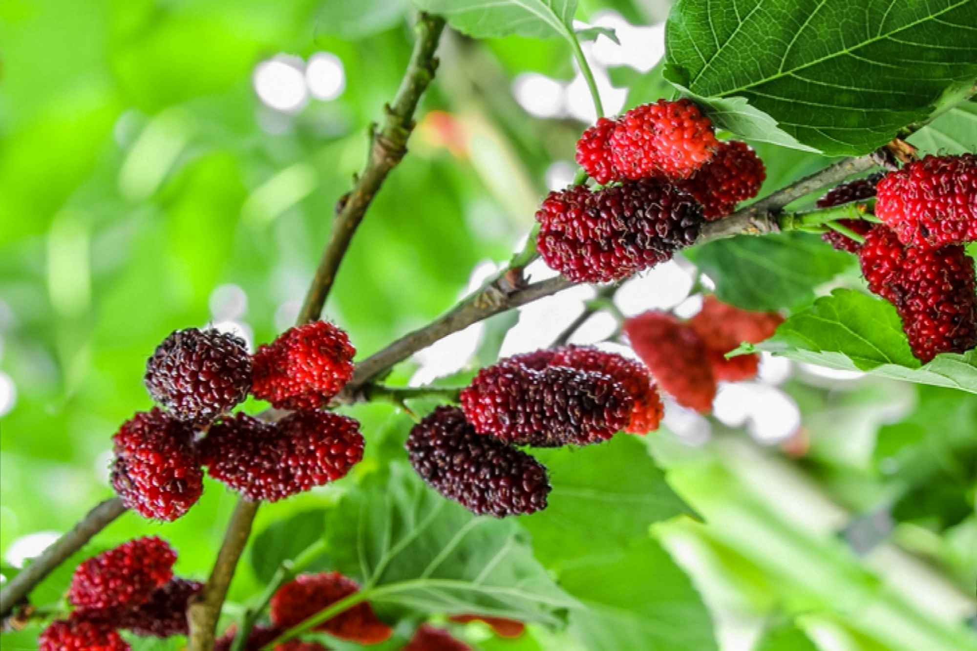 Picture of Turkey Long Red Mulberry Seeds - 30 Pcs Seeds (Global Seeds)