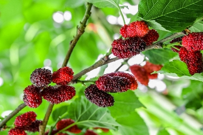 Picture of Turkey Long Red Mulberry Seeds - 30 Pcs Seeds (Global Seeds)