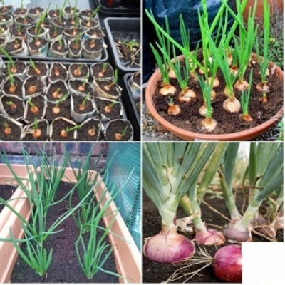 Picture of Red Onion Seeds Roof plant - 100 Pcs seedS