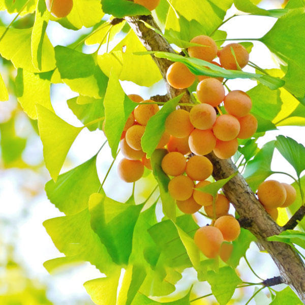 Picture of Strong Adaptability Ginkgo Biloba Bonsai 5pcs,Unique Species Of Maidenhair Tree Bonsai,sprouting Fruit Tree- 5Pcs seedS