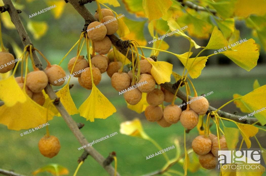 Picture of Strong Adaptability Ginkgo Biloba Bonsai 5pcs,Unique Species Of Maidenhair Tree Bonsai,sprouting Fruit Tree- 5Pcs seedS