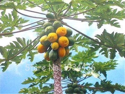 Picture of Papaya Plants Rare Jardin Heirloom Organic Vegetable Fruit Landscape Plant Frutas Healthy Food For Garden Gift- 15Pcs SeedS