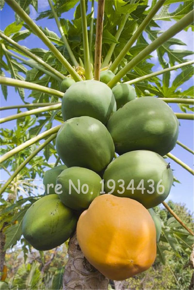 Picture of Papaya Plants Rare Jardin Heirloom Organic Vegetable Fruit Landscape Plant Frutas Healthy Food For Garden Gift- 15Pcs SeedS