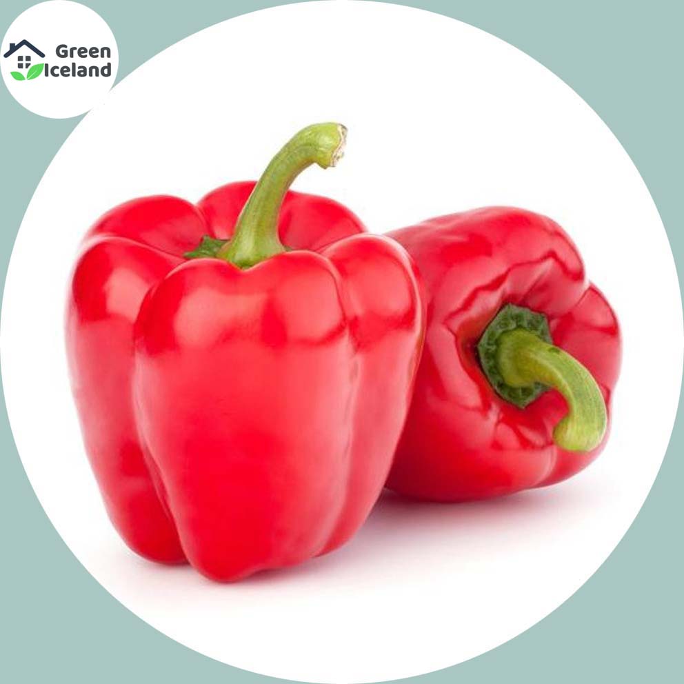 Picture of 10 Pcs All Season Red Capsicum SeedS 