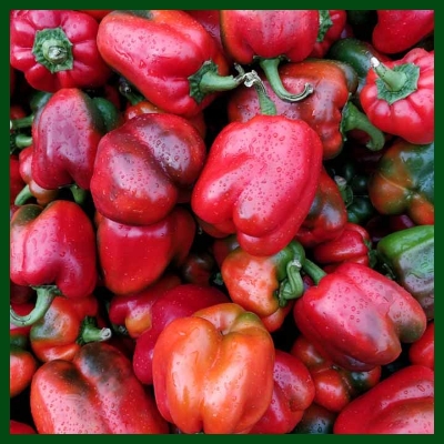 Picture of 10 Pcs All Season Red Capsicum SeedS 