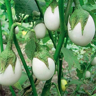 Picture of White Eggplant Bonsai Tree Seeds -15 pcs seedS
