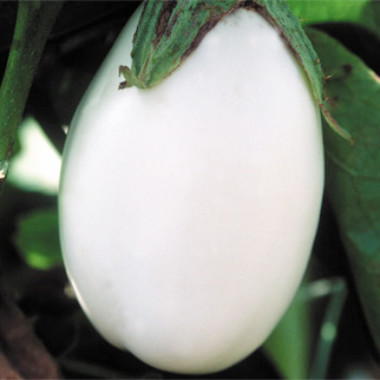 Picture of White Eggplant Bonsai Tree Seeds -15 pcs seedS