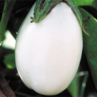Picture of White Eggplant Bonsai Tree Seeds -15 pcs seedS