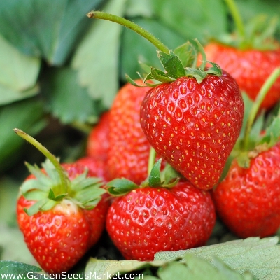 Picture of All Season Red Strawberry Seeds - 20 Pcs SeedS