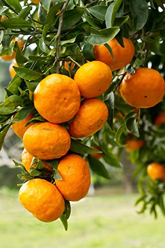 Picture of 10 Pcs Orange Fruit Tree SeedS- 10 Pcs SeedS (Imported Global Seeds )