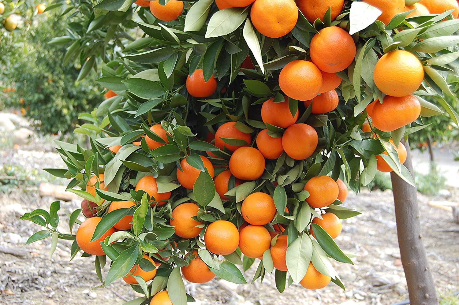 Picture of 10 Pcs Orange Fruit Tree SeedS- 10 Pcs SeedS (Imported Global Seeds )