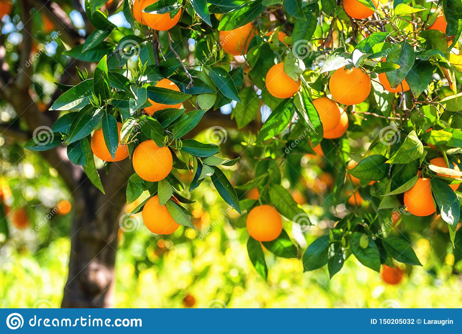 Picture of 10 Pcs Orange Fruit Tree SeedS- 10 Pcs SeedS (Imported Global Seeds )