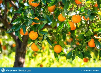 Picture of 10 Pcs Orange Fruit Tree SeedS- 10 Pcs SeedS (Imported Global Seeds )