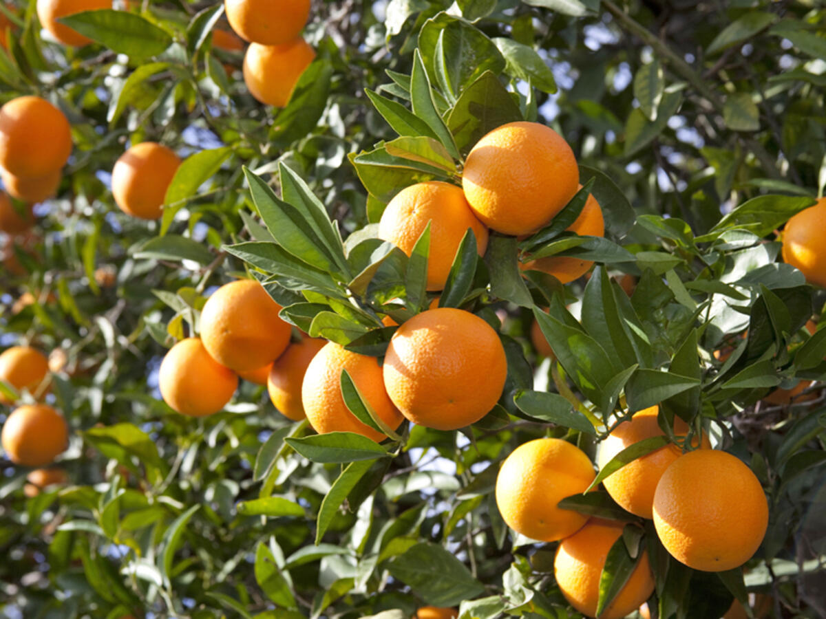 Picture of 10 Pcs Orange Fruit Tree SeedS- 10 Pcs SeedS (Imported Global Seeds )