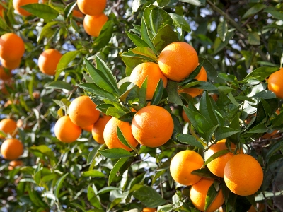 Picture of 10 Pcs Orange Fruit Tree SeedS- 10 Pcs SeedS (Imported Global Seeds )