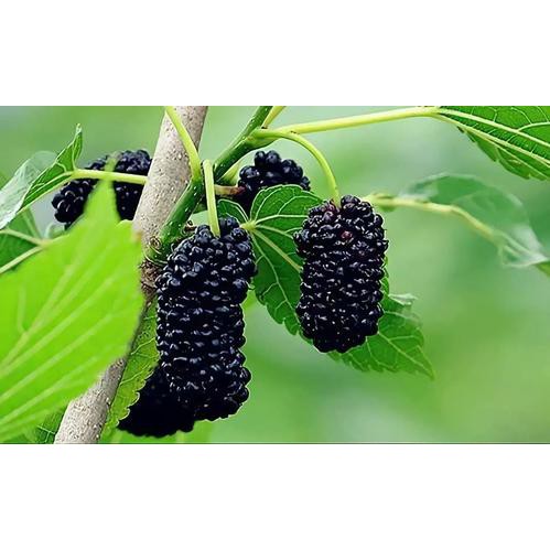 Picture of All Season Black Mulberry SeedS - 20 Pcs SeedS