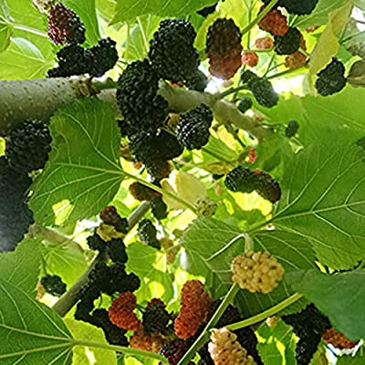 Picture of All Season Black Mulberry SeedS - 20 Pcs SeedS