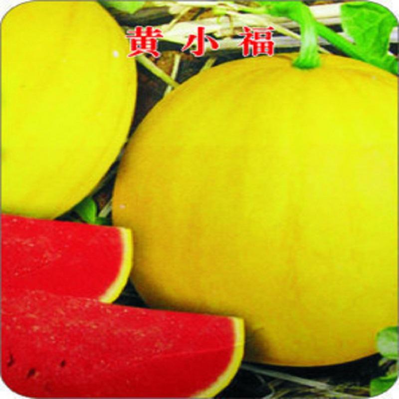 Picture of Yellow Lazy melon king watermelon bonsai red meat garden balcony potted vegetableS-10 pcs seedS