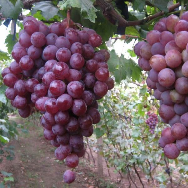 Picture of All Season Red Grape SeedS - 20 Pcs SeedS