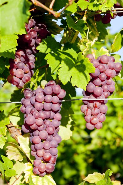 Picture of All Season Red Grape SeedS - 20 Pcs SeedS