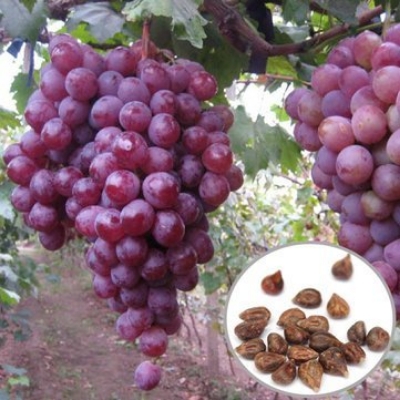 Picture of All Season Red Grape SeedS - 20 Pcs SeedS