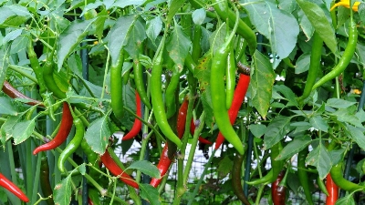 Picture of 35 Pcs Spicy Green Chili SeedS  (INTACT PACKET)