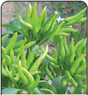 Picture of 35 Pcs Spicy Green Chili SeedS  (INTACT PACKET)